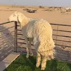 افلح من ذكر الله ماشاء الله تبارك الرحمن