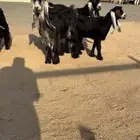 معزاء عوارض صنف معرفات 4 روس