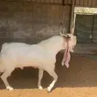فحل مطور مشاريك