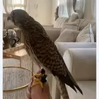 مطلوووب شبوط باشق الخبر