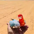 للبيع روزيلا و كويكر هدد خارجي