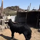 طلي نجدي مشروع