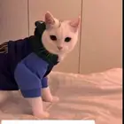 قط ذكر للتبني