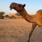 القحه صفرا طيبه