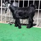 معزاء عوارض صنف عدد 3 روس بفحلها