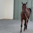 مهر البيع شعبي عمره 11 شهر