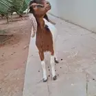 جفره للبيع ديراب