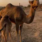 ناقه خلفه مجموعه بالحليب