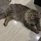 قط شيرزاي 150