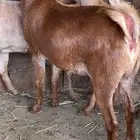معزا فواخر وصنف
