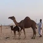 خلفه حمراء دم منحيه صغيرت سن