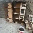 شبوك دجاج