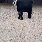 تيس عارضي صنف معرف مشروط