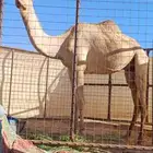 ناقه ذلول جاهزه للمناخ