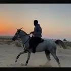 دورة تعلم ركوب الخيل للمبتدئين
