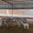 خلفات 5 تحتها 5 صغار اسنان