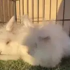 ارنب انقور شبيه القط