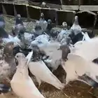 حمام باكستاني