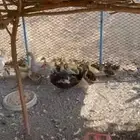 بط وفروخه