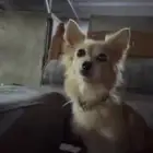 كلبه مفقوده