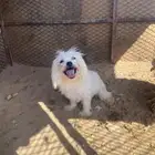 مالتيز بيور وجميل جدا