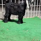 جذع عارضي صنف معرف مشروط