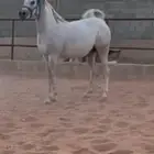 فرس حفيدت عجمان منسيوني