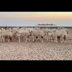رخال صنف جذعة و ثنية فقط
