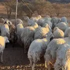 غنم حريات صنف