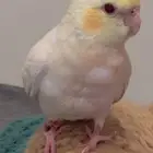 طير كروان مفقود واسط بريده