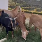 معزا صنف وفواخر