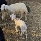 نعجه حريه معها طلي السن توها رباع