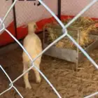 خروف للبيع بالنص قد راح منه نص