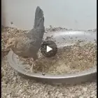 السلام عليكم اعرض لكم دجاج في الرياض للتبني