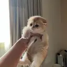 كيتن سكوتش بيور ((( تم البيع )))