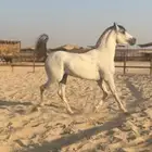 حصان شعبي فاخر سبوق