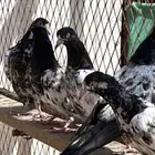 طبات حمام باكستاني بيور تيدي