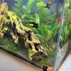 سمك زينه مولي