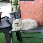 قطه بيكي فيس للبيع