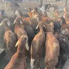 طليان سواكن بهم 680