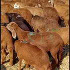 طليان سواكن حمر 680