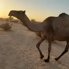 القحه صفرا طيبه