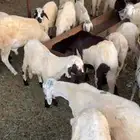 طليان سواكنية فل شحم ولحم للمناسبات