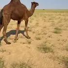 قعود لقي فحل