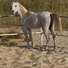 مهره شعبية تنافس الواهو