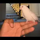 كرون اللبينو متكلم