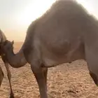 قعود للبيع العمر 10 شهور