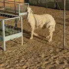 طلي حري ذبيحه