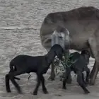 شاة ساكنية معه رخل وخاروف