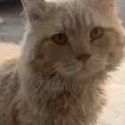 للتبني قط متخلى عنه